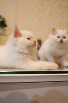 Persian Kittens / Kittens for sale / Persian Cats/blue eyes