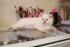 Persian Kittens / Kittens for sale / Persian Cats/blue eyes