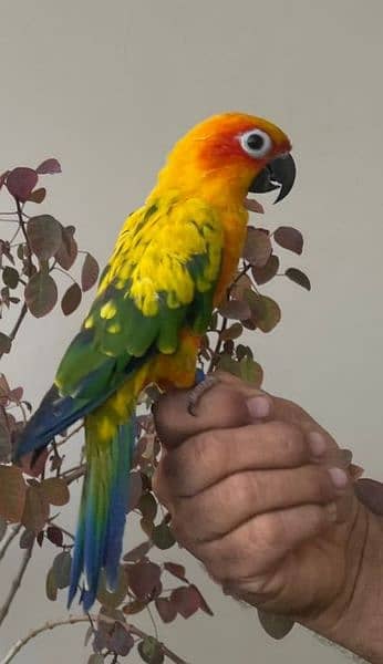 Sun Conure Sun Parakeet 3