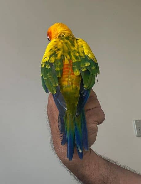 Sun Conure Sun Parakeet 2