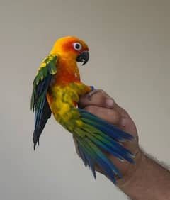 Sun Conure Sun Parakeet