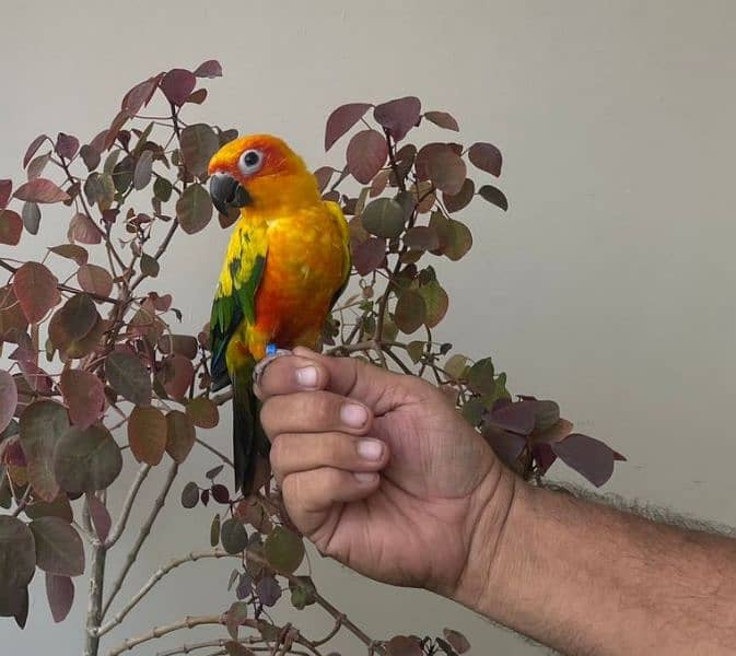 Sun Conure Sun Parakeet 1