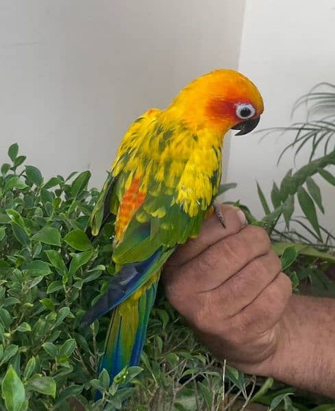 Sun Conure Sun Parakeet 4