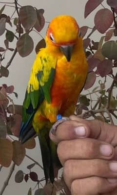 Sun Conure Sun Parakeet