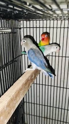 mix love birds for sale location Sialkot