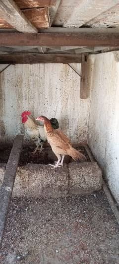 Hen