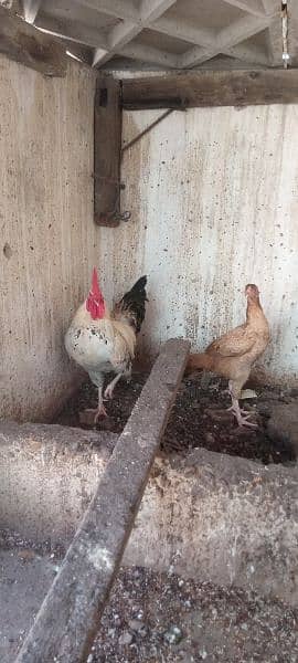 Hen & Cock pair 1