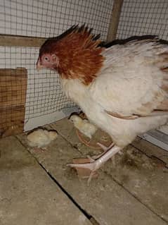 Aseel Madi with 2 Chicks for sale