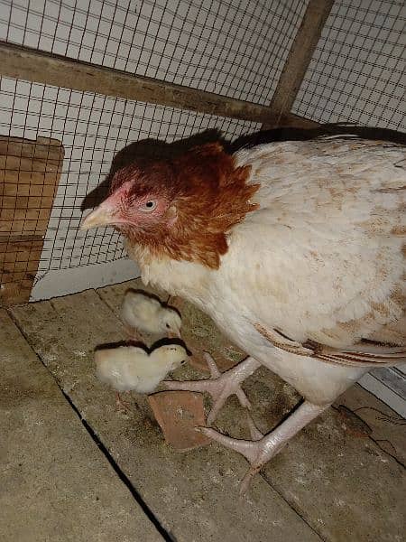 Aseel Madi with 2 Chicks for sale 1