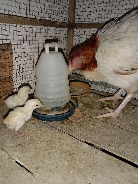 Aseel Madi with 2 Chicks for sale 2