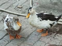 duck pair