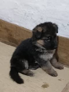 Pedigree bloodline German shepherd puppies available Karachi city