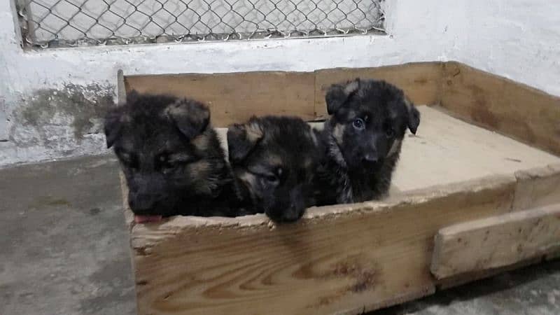 Pedigree bloodline German shepherd puppies available Karachi city 1