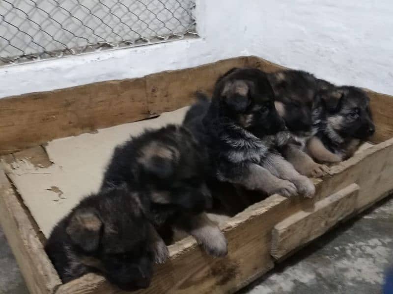 Pedigree bloodline German shepherd puppies available Karachi city 2