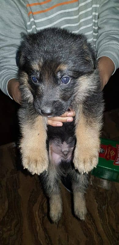 Pedigree bloodline German shepherd puppies available Karachi city 3