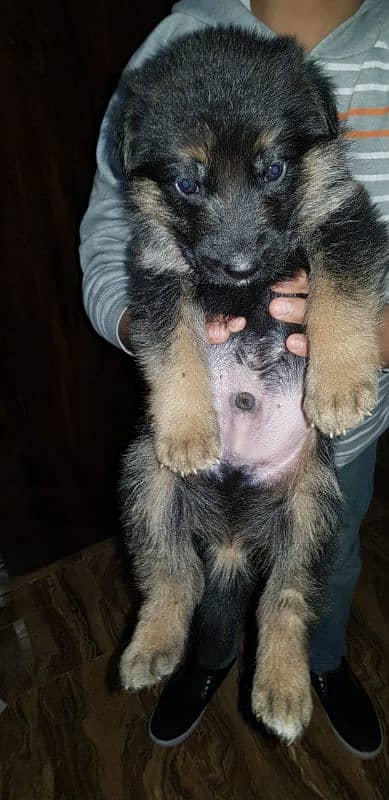 Pedigree bloodline German shepherd puppies available Karachi city 4