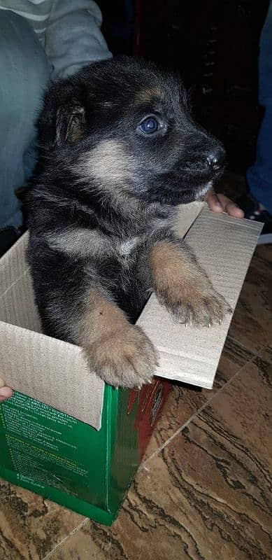 Pedigree bloodline German shepherd puppies available Karachi city 5