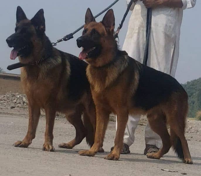 Pedigree bloodline German shepherd puppies available Karachi city 6