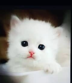 Persian cat My WhatsApp number 0326/74/83/089