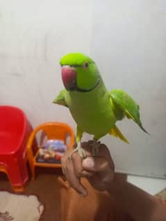 green parrot