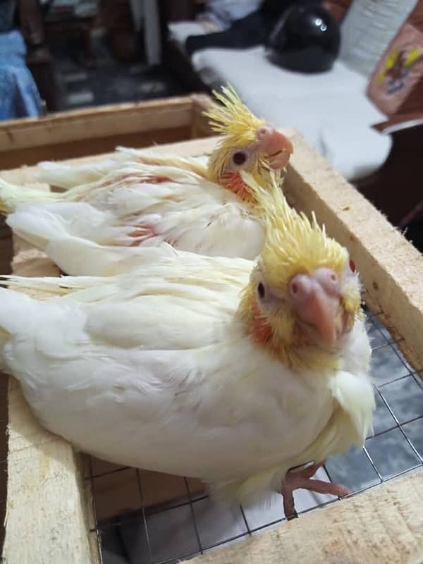 cocktail chicks for sale 0