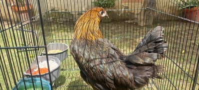 Folding Cage with Golden Misri Hen