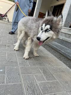 Siberian husky pup for sale