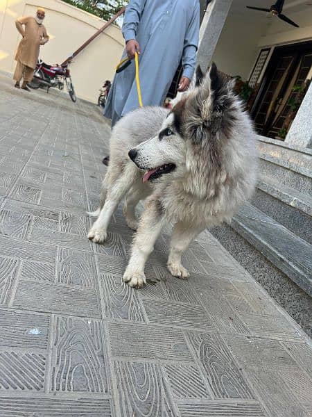 Siberian husky pup for sale 4