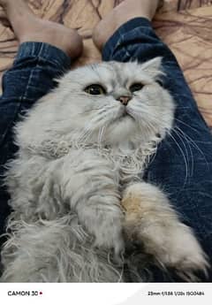 Persian Punch face cat male