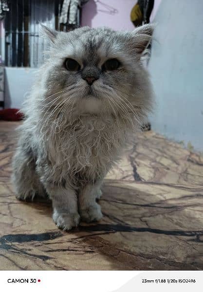 Persian Punch face cat male 1