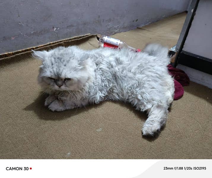 Persian Punch face cat male 2