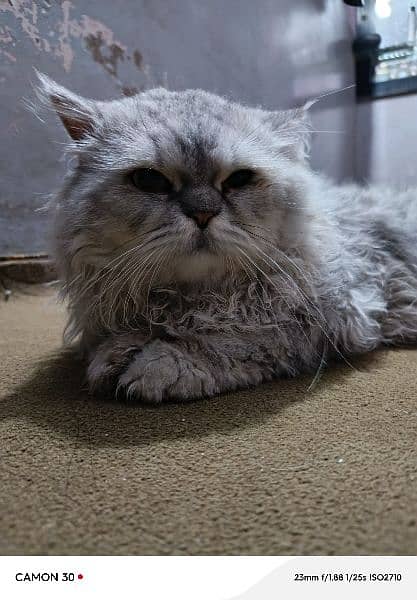 Persian Punch face cat male 3