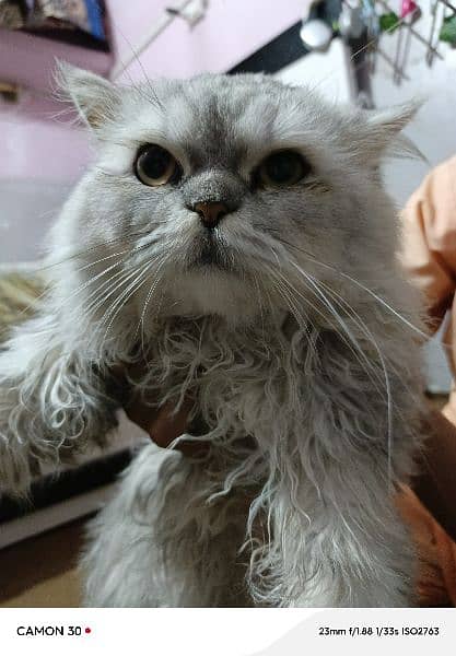 Persian Punch face cat male 4