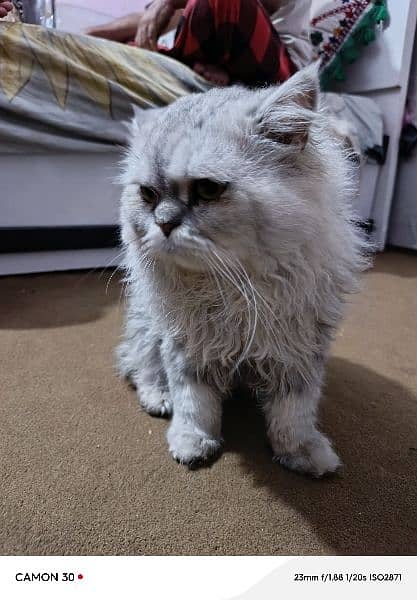 Persian Punch face cat male 5