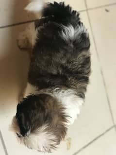 shih tzu