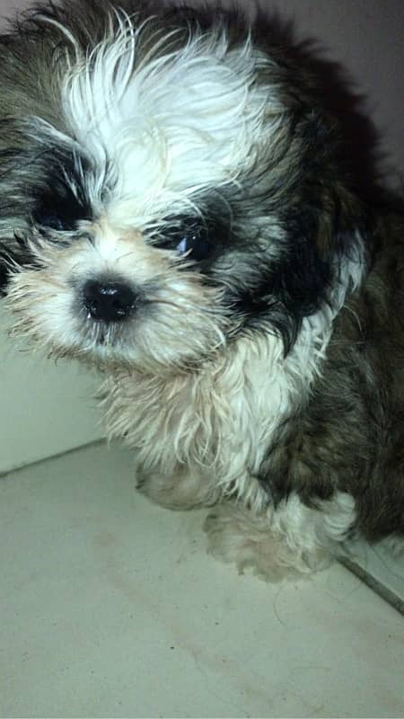 shih tzu 1