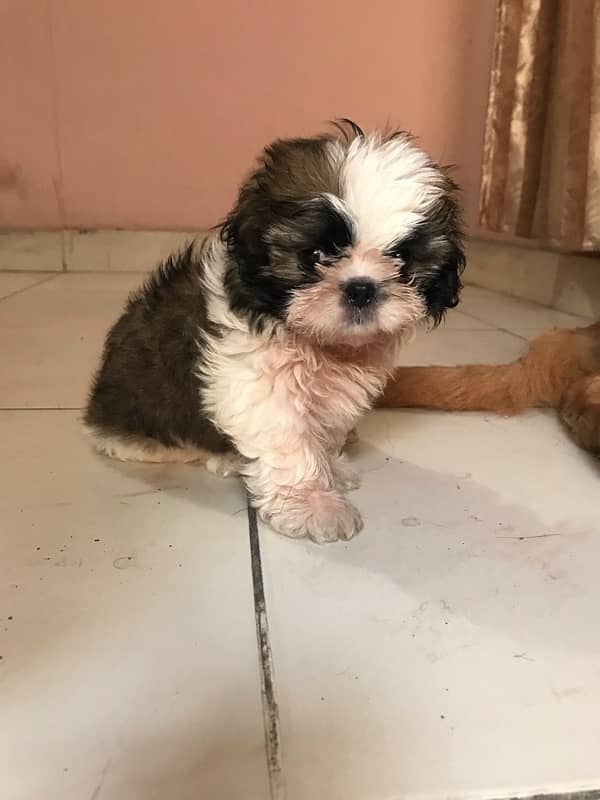 shih tzu 3