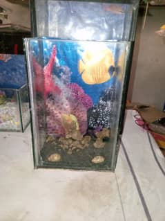 fish aquarium