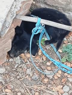 Black German Shepherd Puppy