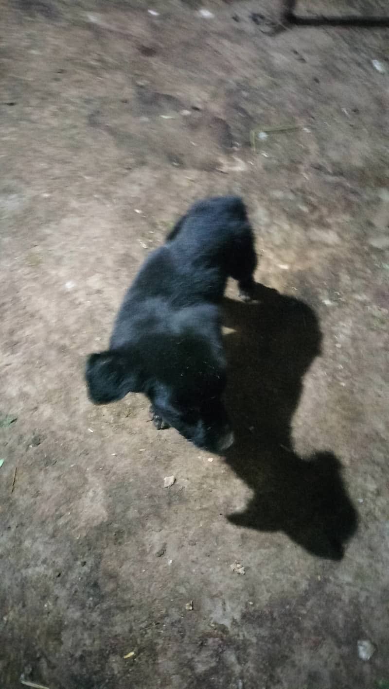 Black German Shepherd male Puppy available 2