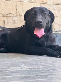 labrador black available for stud