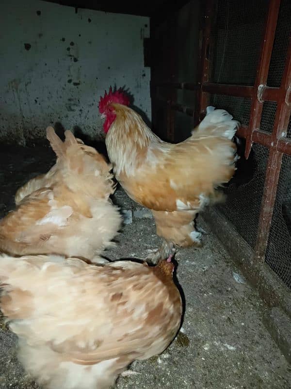 white buff golden buff black buff pair singles egg laying 1