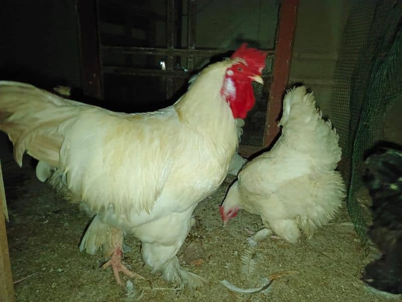 white buff golden buff black buff pair singles egg laying 4