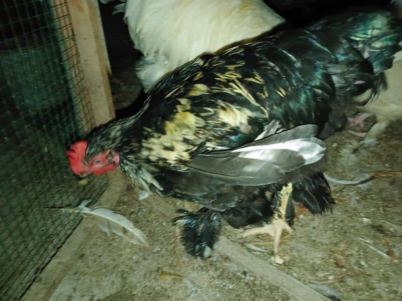 white buff golden buff black buff pair singles egg laying 5