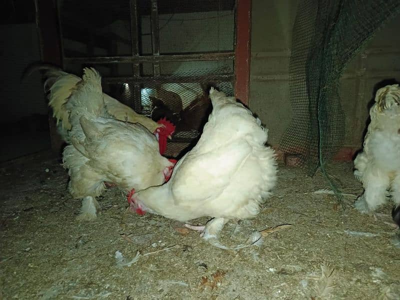 white buff golden buff black buff pair singles egg laying 6