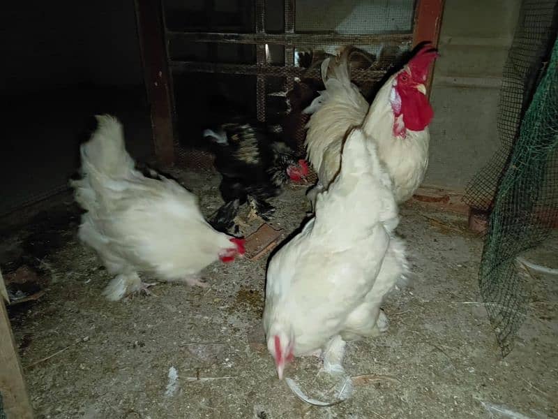 white buff golden buff black buff pair singles egg laying 8