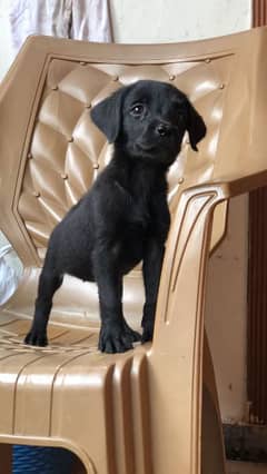 labradoor puppy female