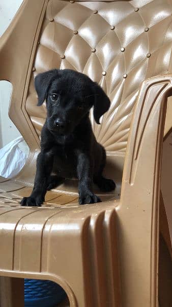 labradoor puppy female 2