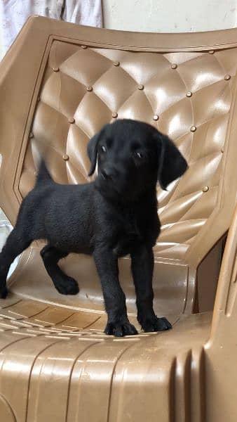 labradoor puppy female 3