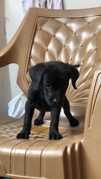 labradoor puppy female 4